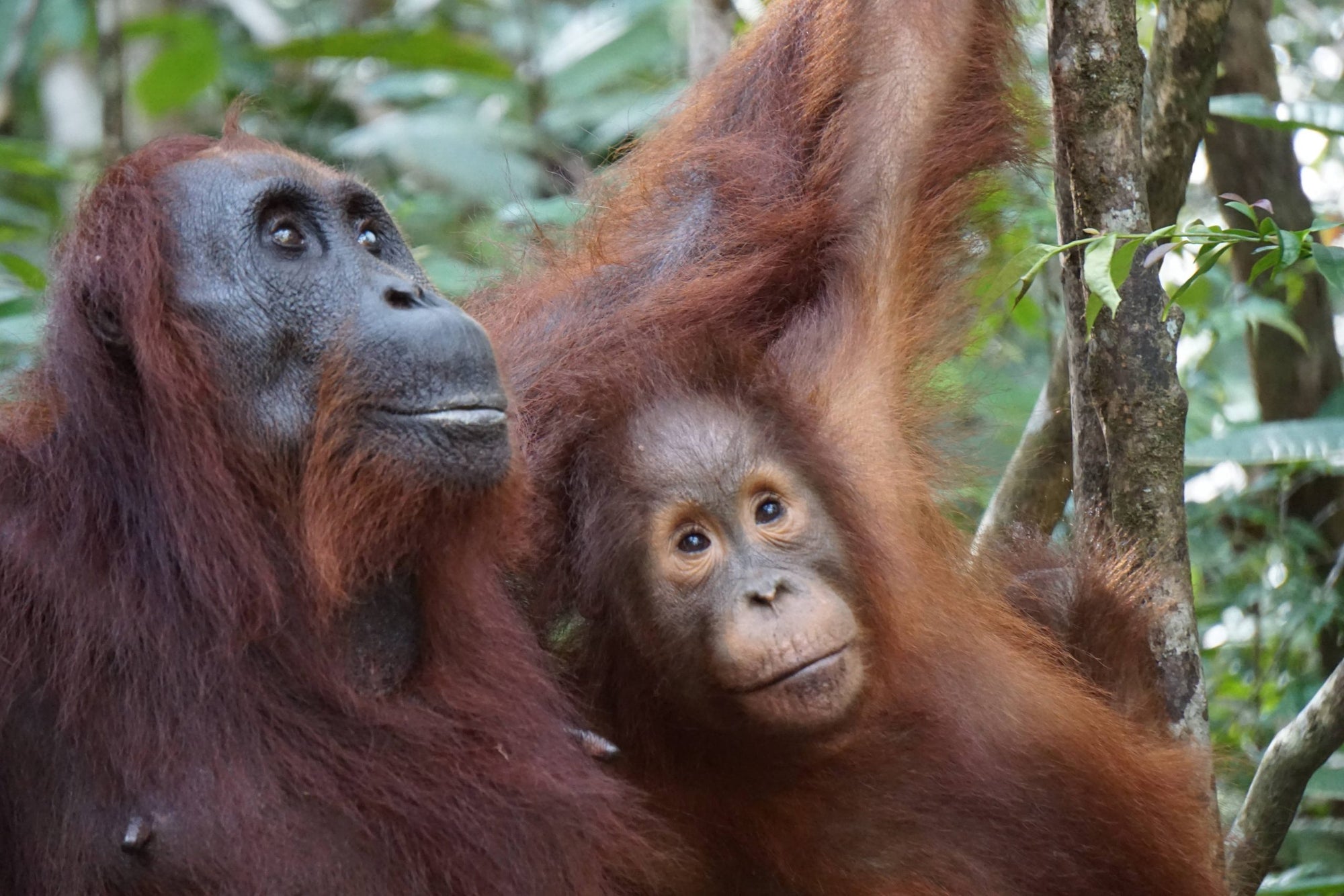 Growing Hope: The Green Initiative to Save Borneo’s Orangutans